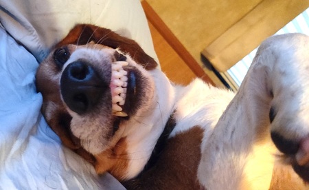 Entry image for Bosley . Clicking this image will show a larger photo