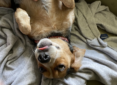 Entry image for Henry. Clicking this image will show a larger photo