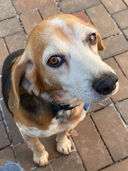 Entry image for Miles . Clicking this image will show a larger photo