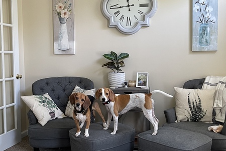 Entry image for Hank and Ruby. Clicking this image will show a larger photo