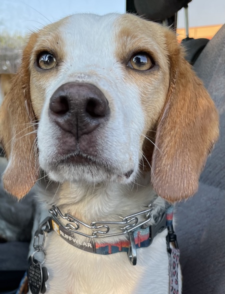 Entry image for Stella. Clicking this image will show a larger photo