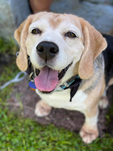 Entry image for Studley. Clicking this image will show a larger photo