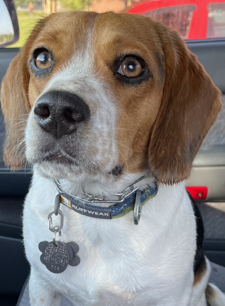 Entry image for Sadie. Clicking this image will show a larger photo