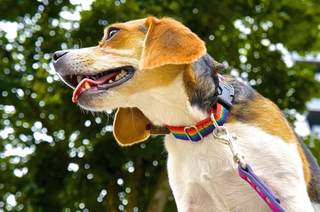 Entry image for Sophie. Clicking this image will show a larger photo