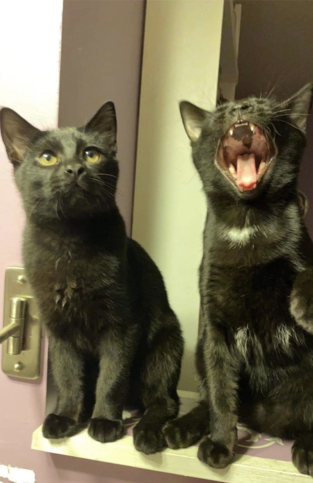 Salem and Mr. Pits
