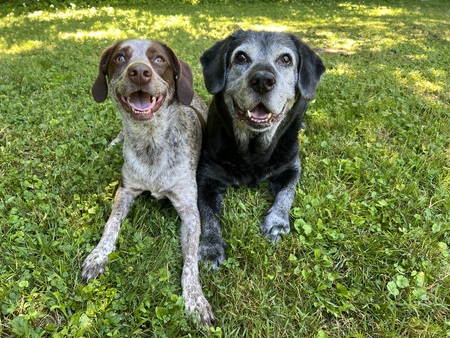 Sausages and Bailey 