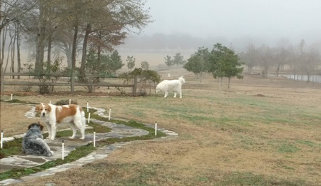 (lft to rt) Molly, Freckles & Caesar 