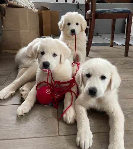 The Village Trio