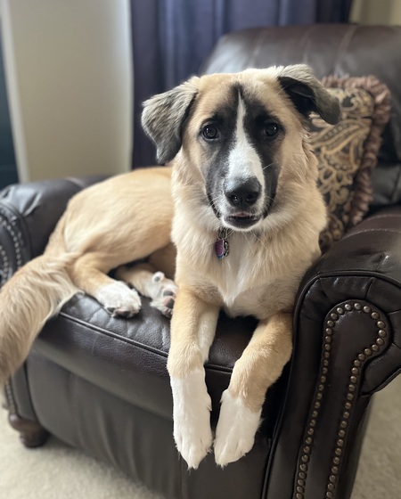 Gemma 
