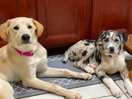 Taffy & Liberty