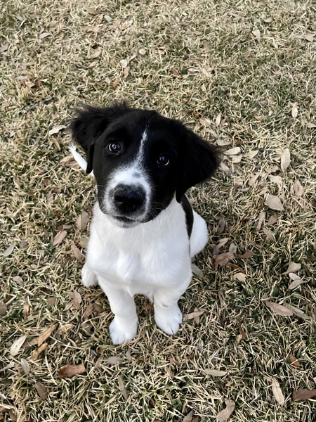 Frankie