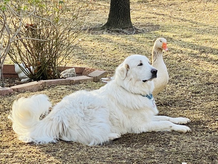Gandalf