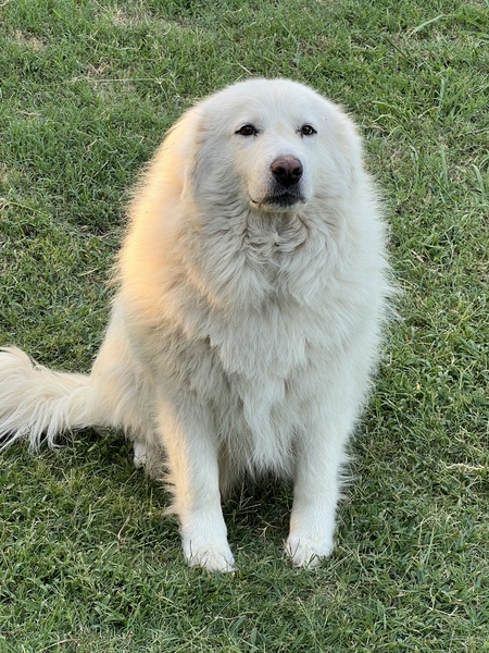 Cottonball 