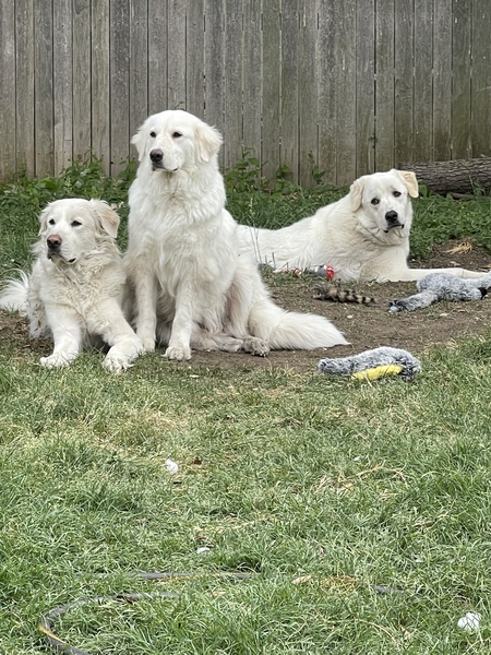 Eloise, Ayla, and Bear