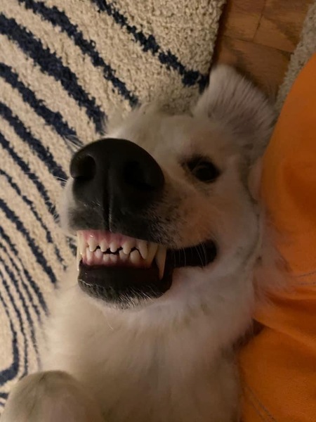 Appa