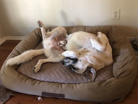 Odie