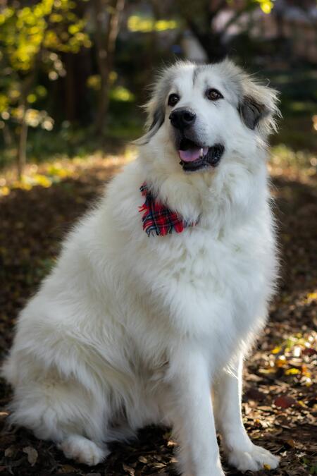 Sebastian (AKA Bash/Bashie)