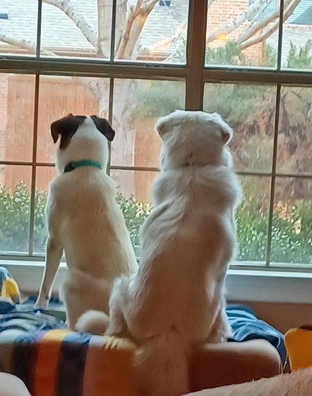 Artimus & Luna