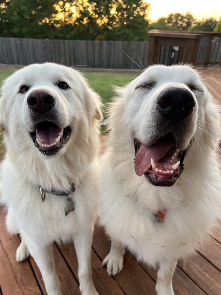 Hank & Willie