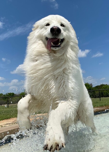 Otis
