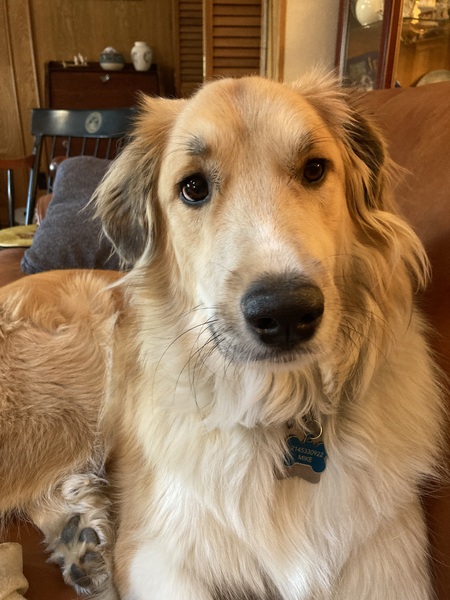 Molly by Golly