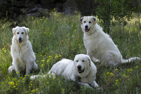 Darby, Tyler, Grace
