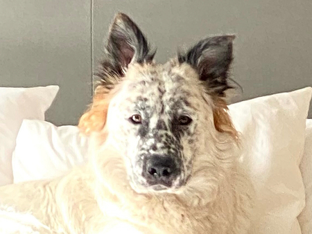 Oso Pecoso