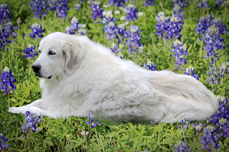 Sadie