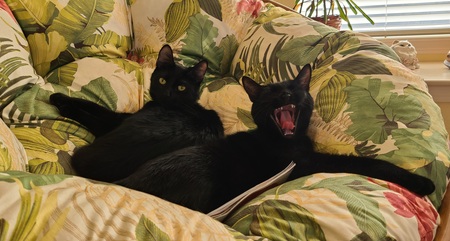 Indy and Taz