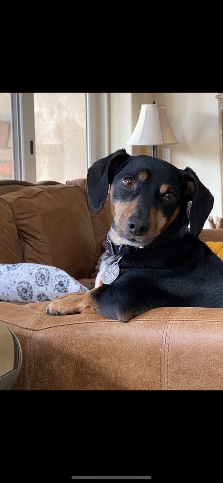 Louie