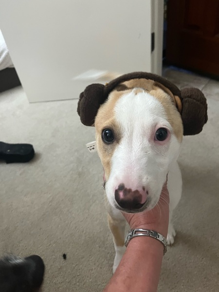 Princess Leia Organa Puppers Lobus