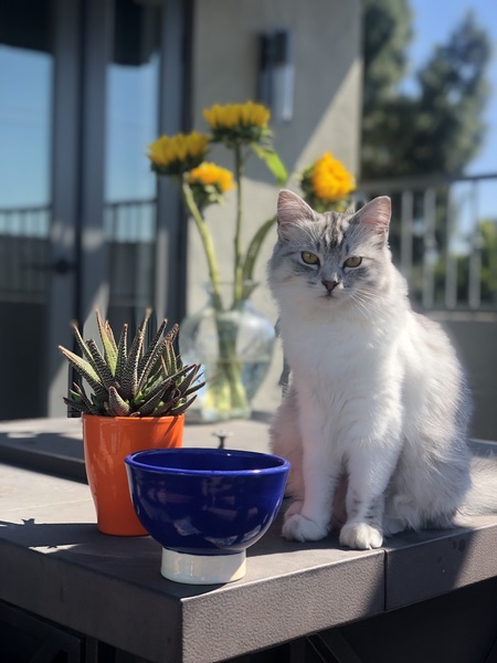 Phoebe (adopted from Helen Woodward!)