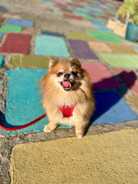 Chewy