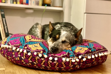 Juno (a foster fail)