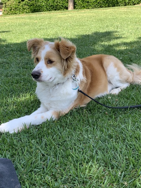 Russell (aka Russy)