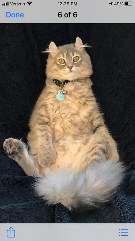 Suki