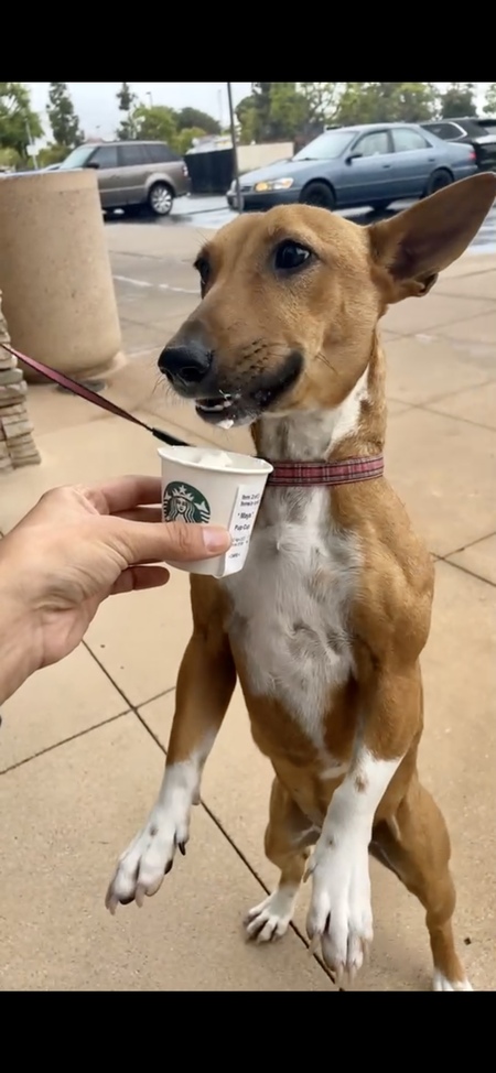 Daisy