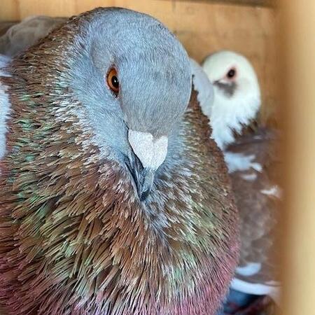 Big Bubba Dutch and Sandy (now deceased)