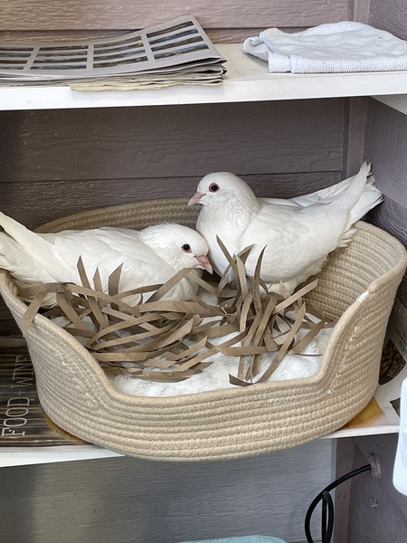 Olive and Basil
