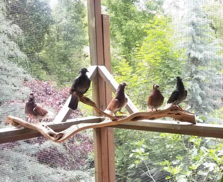 The Last Flock 