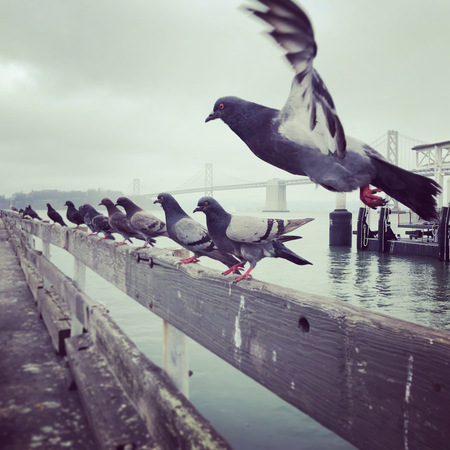 Feral pigeons at the Ferry Building