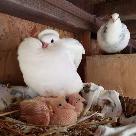 Daisy and Nugget with babies Twinkie and Hoho