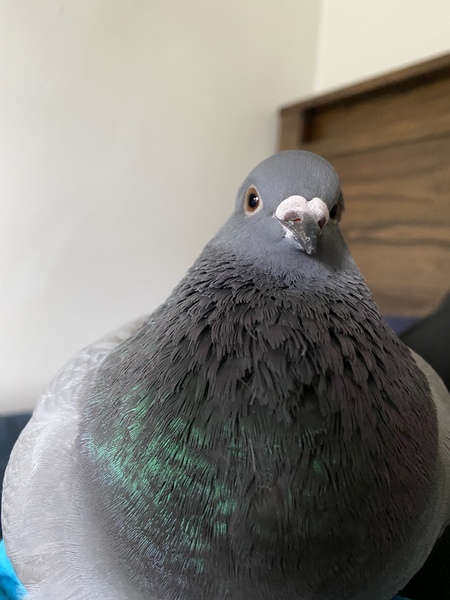 Bertie