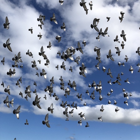 Feral pigeon flock