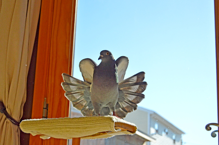 Spy Pigeon