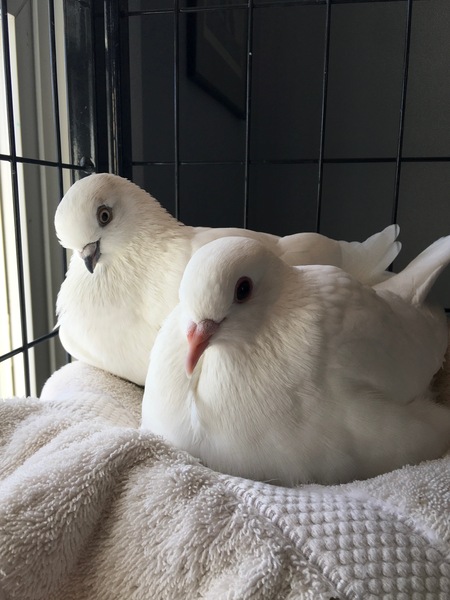 Gretel and Nova 