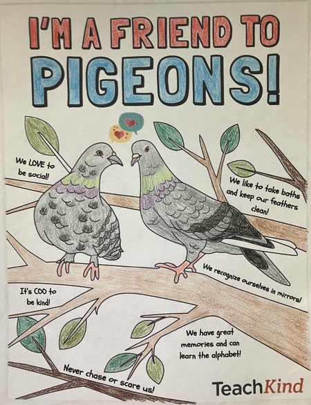 Be a Friend to Pigeons!