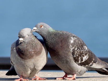 Huntington Beach Pigeon Love