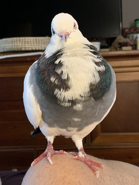 Prince