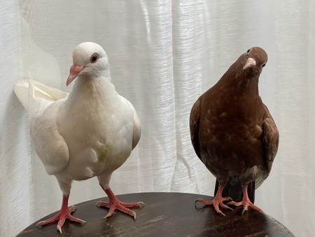 Almond and Noble